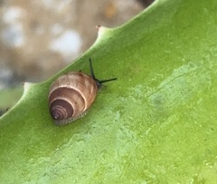 Bulimulus guadalupensis