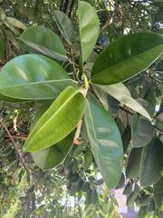 Ficus insipida