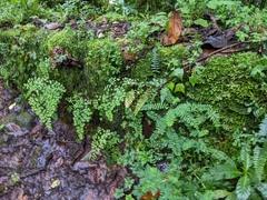 Adiantum raddianum