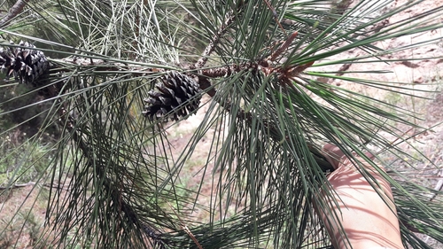 Image of Pinus lawsonii by (c) jaquelinemupla, some rights reserved (CC BY)