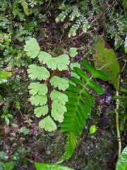 Adiantum raddianum