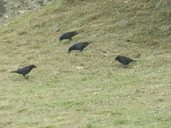 Molothrus bonariensis