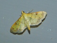 Spilomelinae