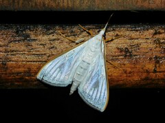 Palpita vitrealis