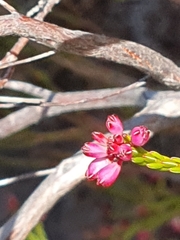 Erica corifolia