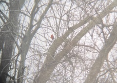 Cardinalis cardinalis