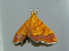 Cryptosara caritalis