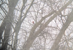 Cardinalis cardinalis