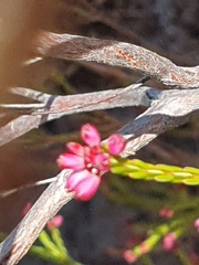 Erica corifolia