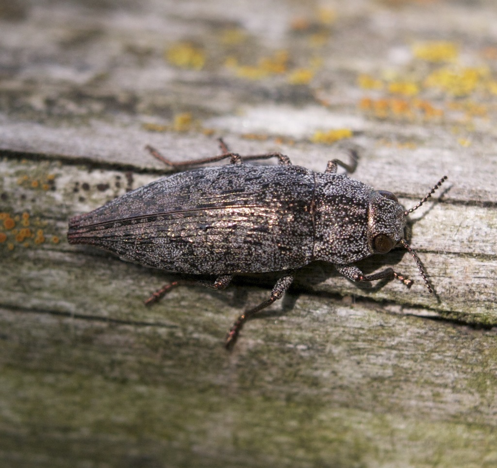 Dicerca