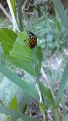 Calligrapha polyspila