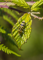 Chlorophorus varius