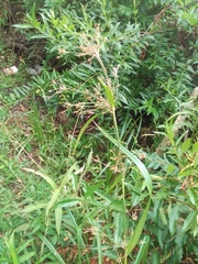 Rhynchospora corymbosa