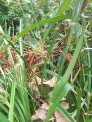 Rhynchospora corymbosa