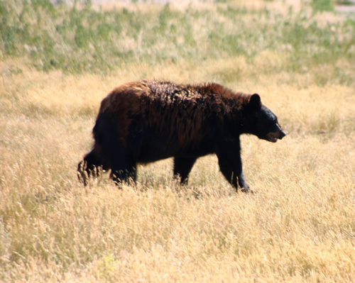 American Black Bear photographed in South Dakota