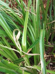 Rhynchospora corymbosa