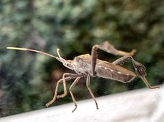 Leptoglossus oppositus
