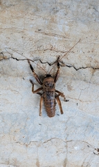 Nesoecia nigrispina