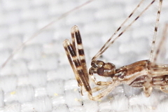 Empicoris vagabundus