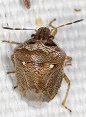 Eysarcoris aeneus