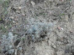 Helichrysum stoechas