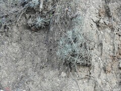 Helichrysum stoechas