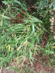 Rhynchospora corymbosa