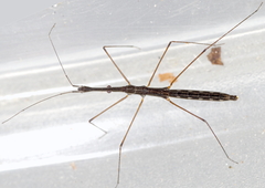 Hydrometra stagnorum