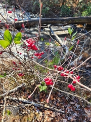 Aronia arbutifolia