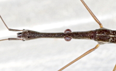 Hydrometra stagnorum