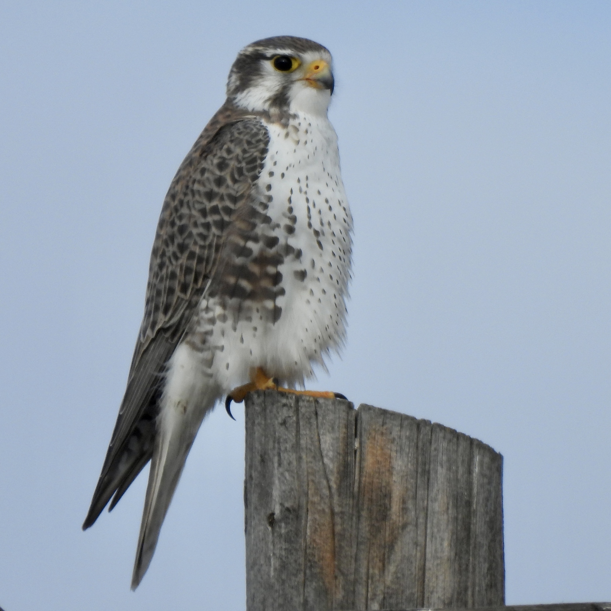 Falconiformes