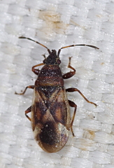 Oxycarenus modestus