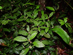 Miconia conglomerata
