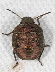 Peribalus strictus
