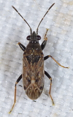 Peritrechus