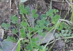Trifolium cherleri