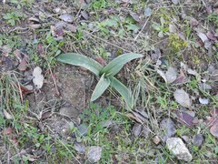 Trifolium cherleri