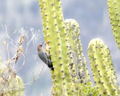 Melanerpes hypopolius