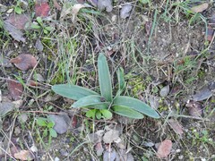 Orchis mascula