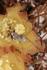 Tettigoniinae