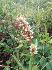 Persicaria glabra