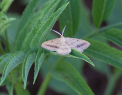 Isturgia arenacearia