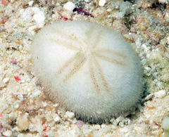 Mortonia australis