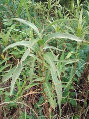 Persicaria glabra