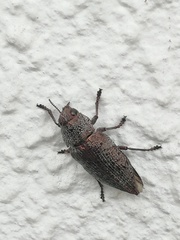 Chrysochroinae