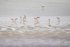 Phoenicoparrus andinus