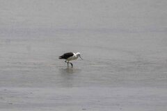 Recurvirostra andina