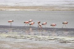 Phoenicoparrus andinus