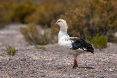 Oressochen melanopterus