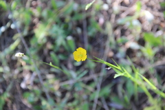 Ranunculus auricomus